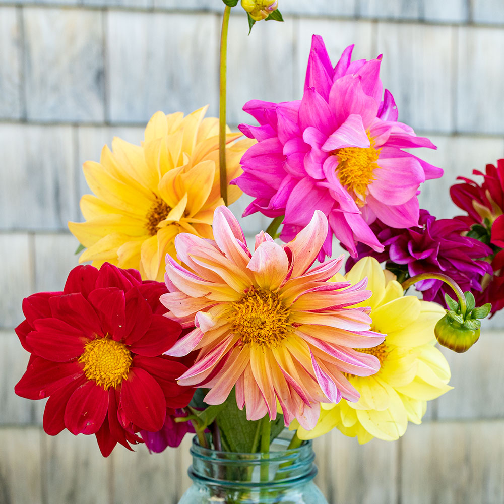dahlias seed to bloom the dahlia grower's companion Dahlia 'Showpiece Mix' seeds