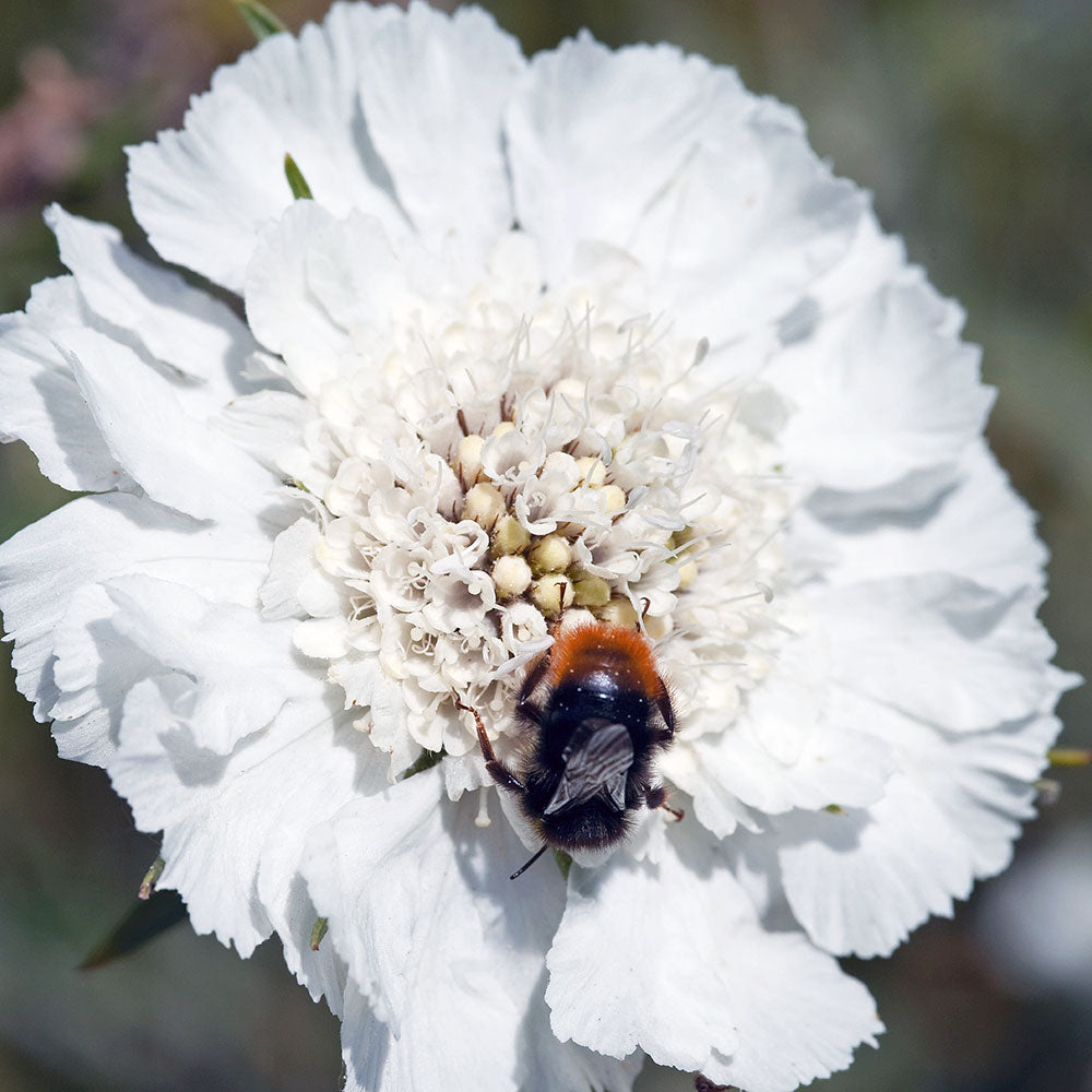 Scabiosa 'Fama White'