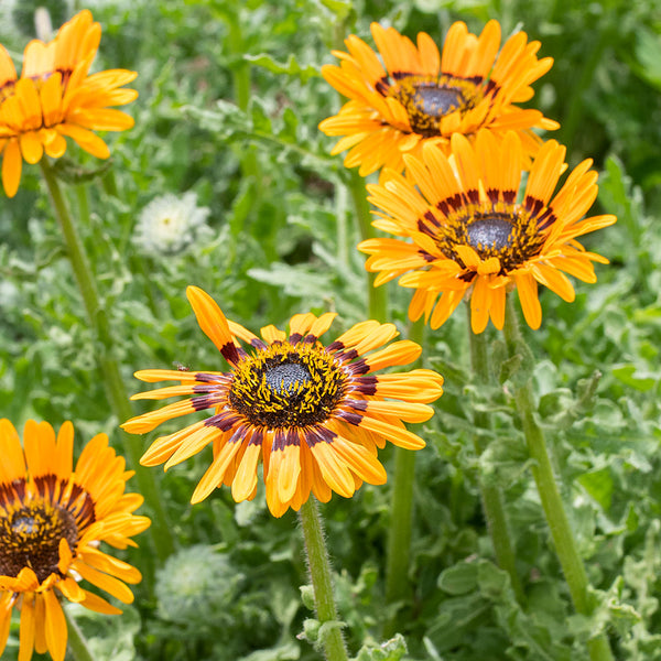 
    



Cape Daisy 'Orange'
