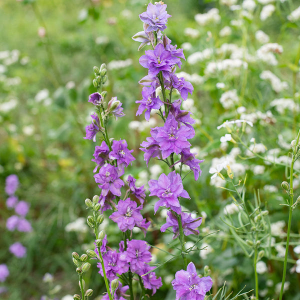 Larkspur 'QIS® Lilac'