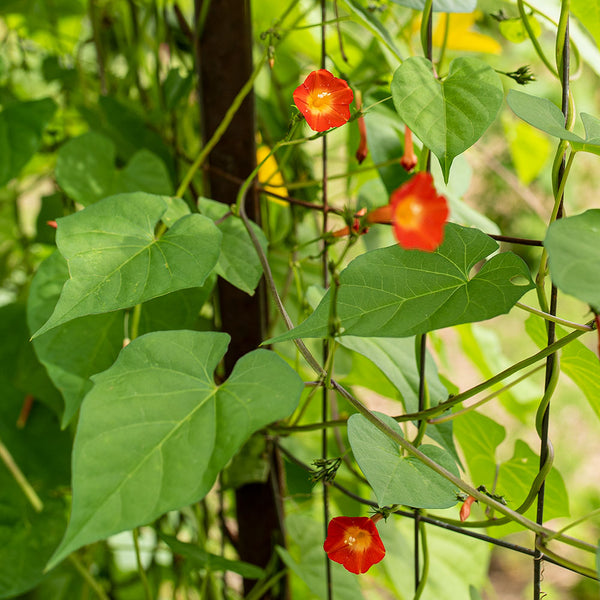 Hearts and Honey Vine 'Sunspots'