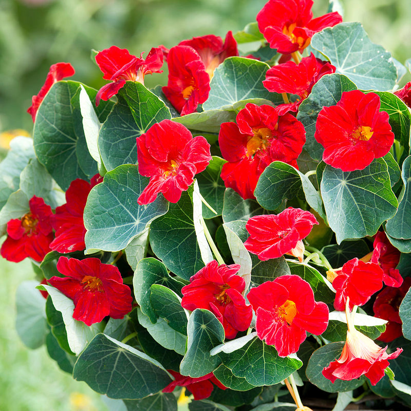 plants with red seeds Nasturtium 'Baby Red' seeds