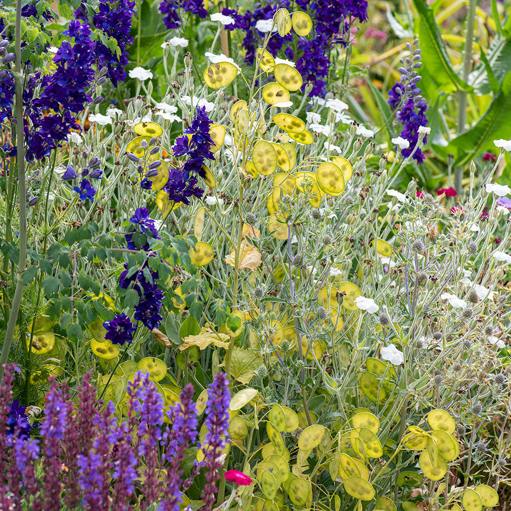 Lunaria - Honesty Mix