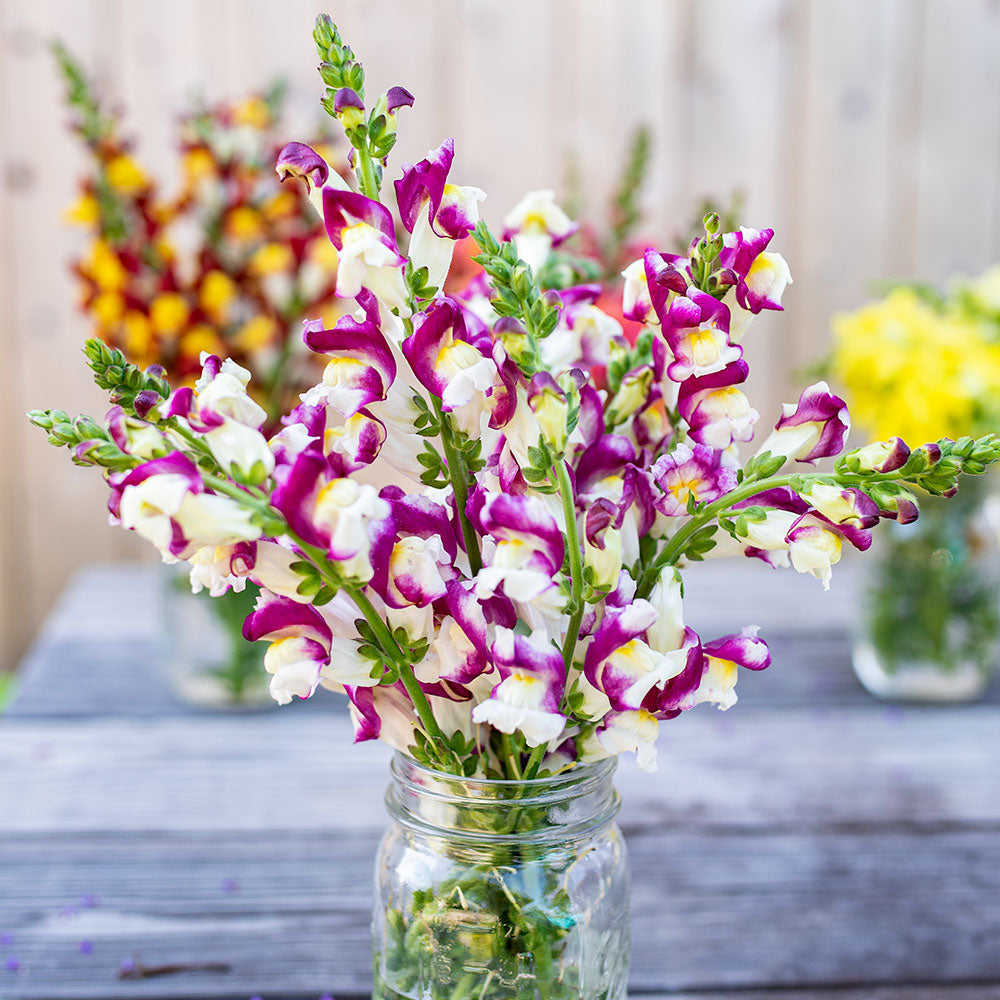 Antirrhinum Seeds Grow Your Garden Flowers Mango Twist