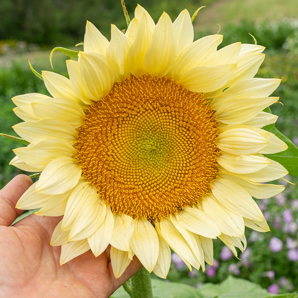 pro cut flower seeds Sunflower Pro Cut 'White Lite' F1 - Seeds | Flower Seeds