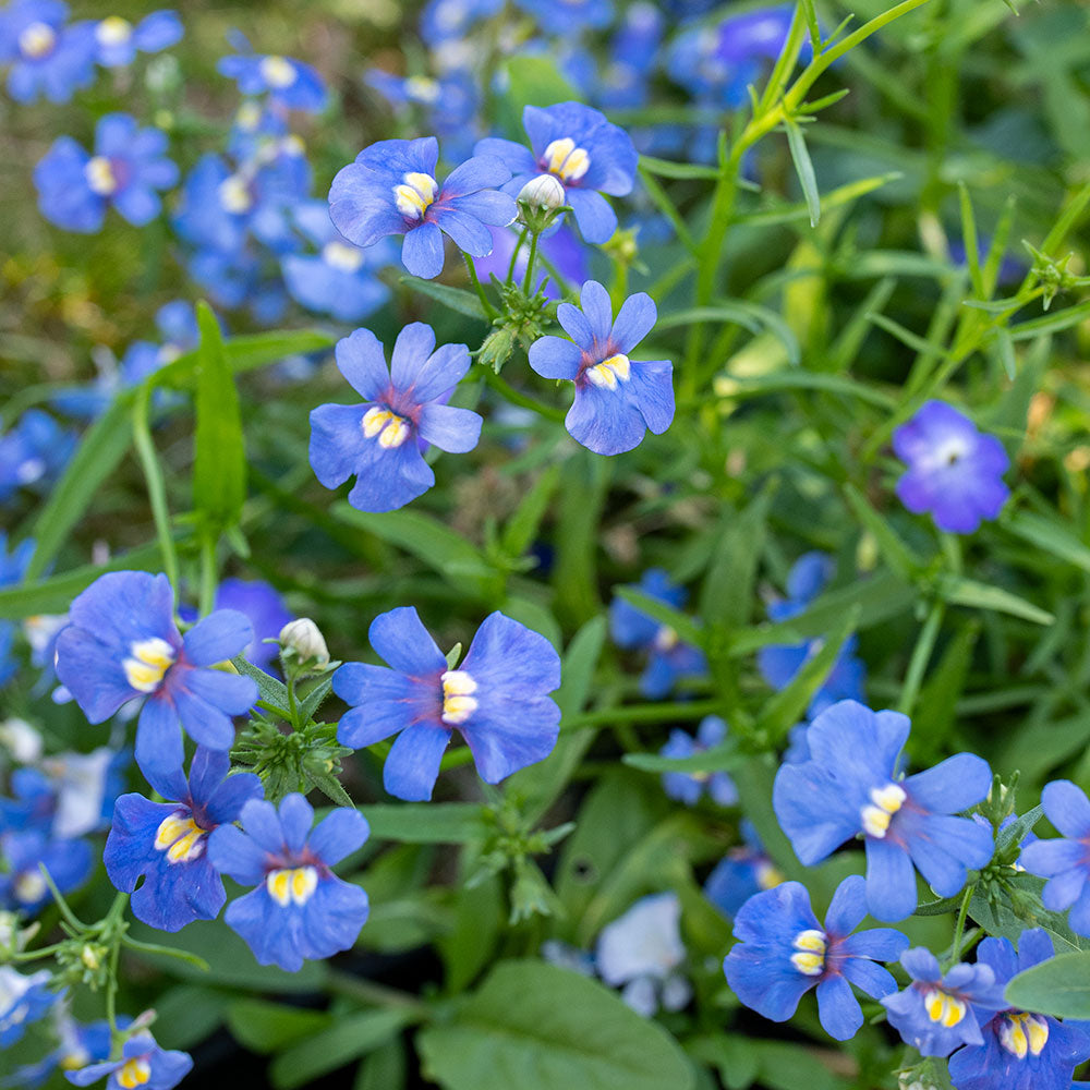 Nemesia 'Blue Gem'