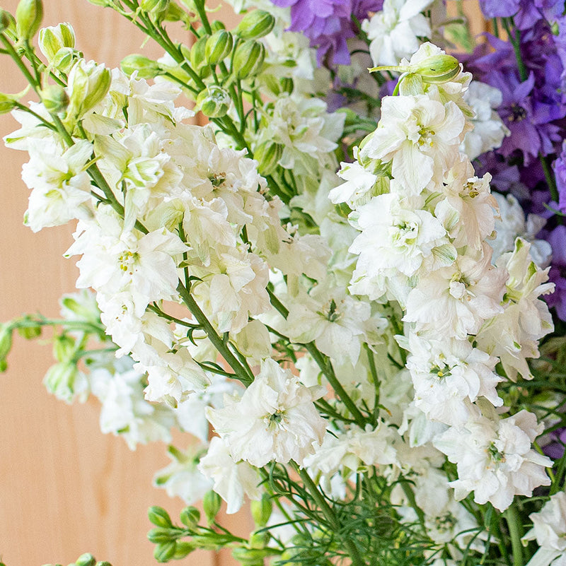 Larkspur 'QIS® White' - S2