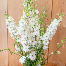 Larkspur 'QIS® White'