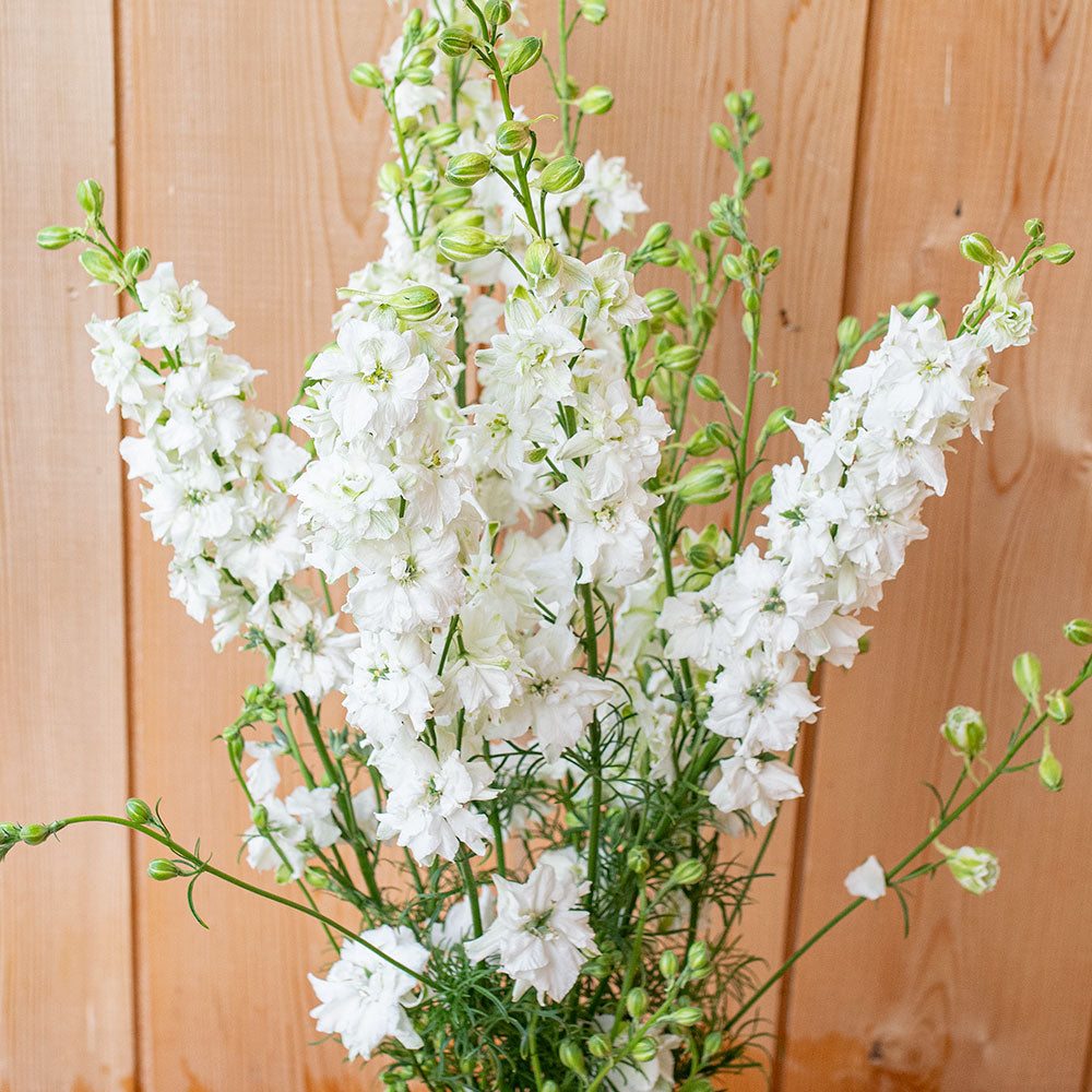 Larkspur 'QIS® White'