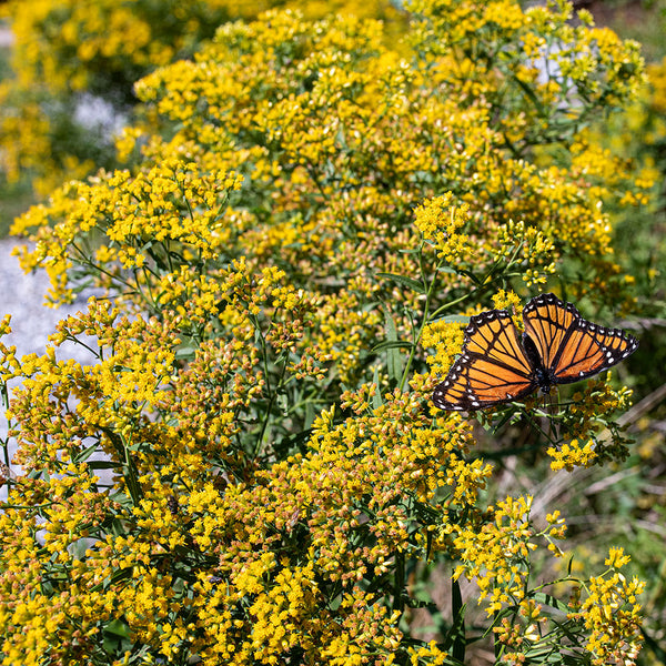 
    



Grass-leaved Goldenrod
