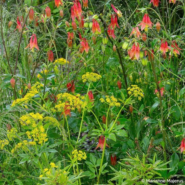 golden seed plant Golden Alexander