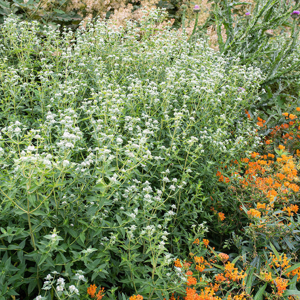 plant mint family healthful seeds Mountain Mint