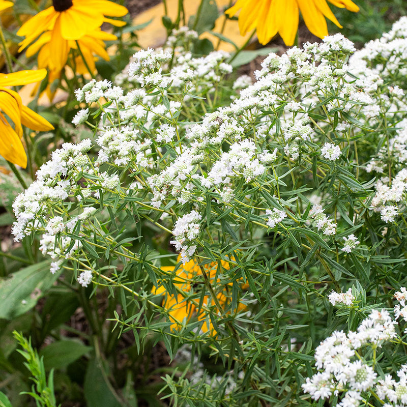 mint family plant harvested for its seeds Virginia Mountain Mint