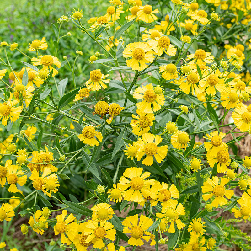 helium plant seeds Helenium