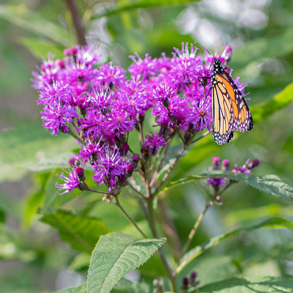 
    



Ironweed
