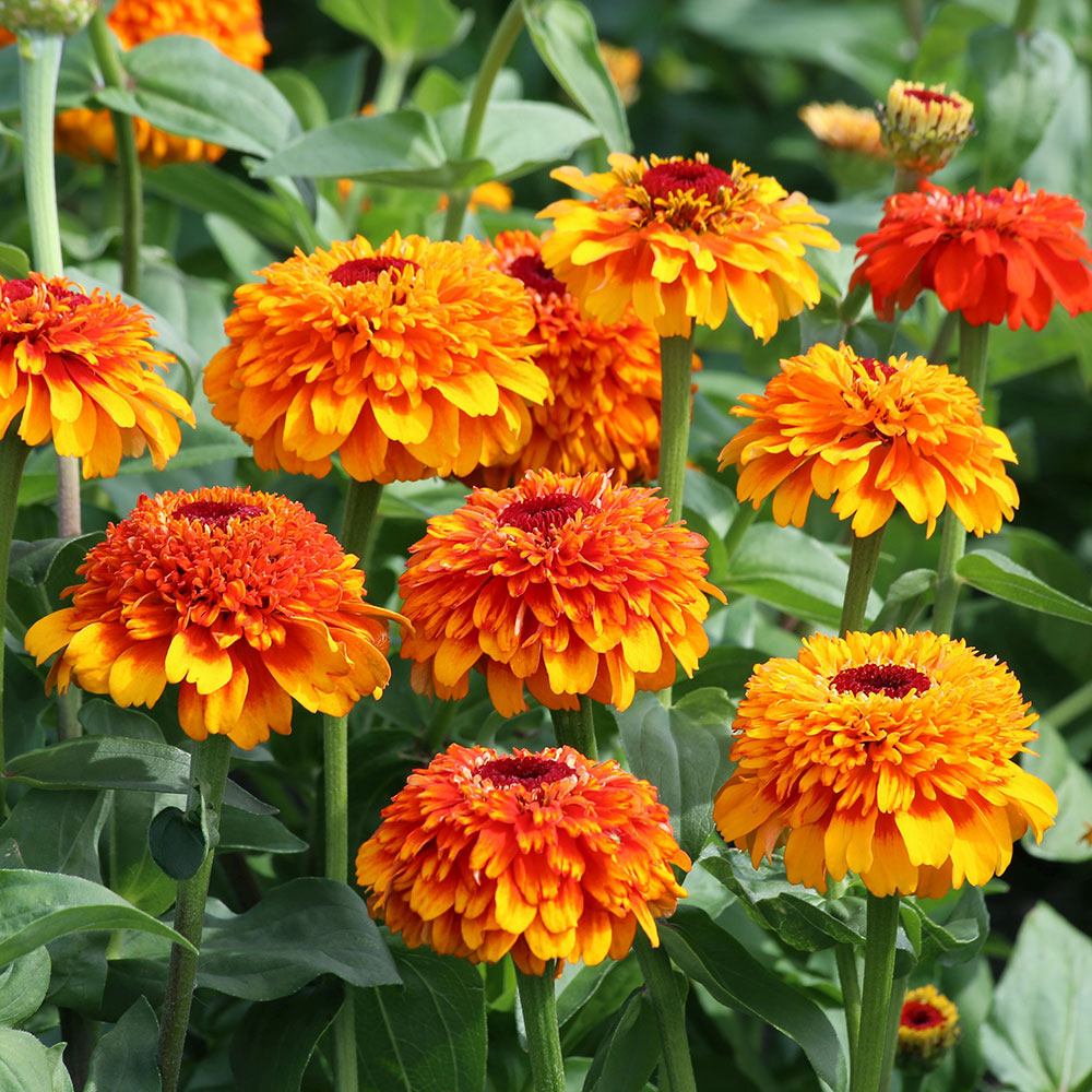 Zinnia 'Zinderella Zest' seeds