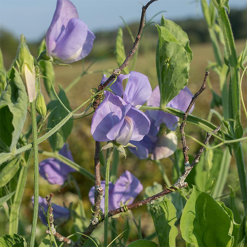 Sweet Pea 'Flora Norton'