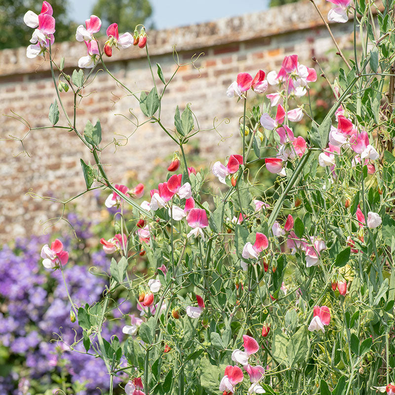 sweet pea succulent Sweet Pea 'Painted Lady' seeds