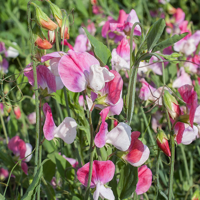 pink lady flower seeds Sweet Pea 'Painted Lady'