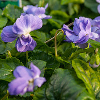 
    



Violet - Parma 'Duchesse de Parme' 
