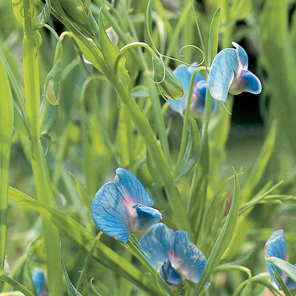 Grass Pea