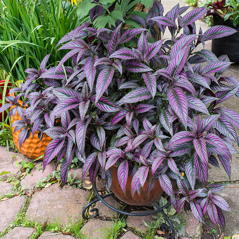 
  



Persian Shield 
