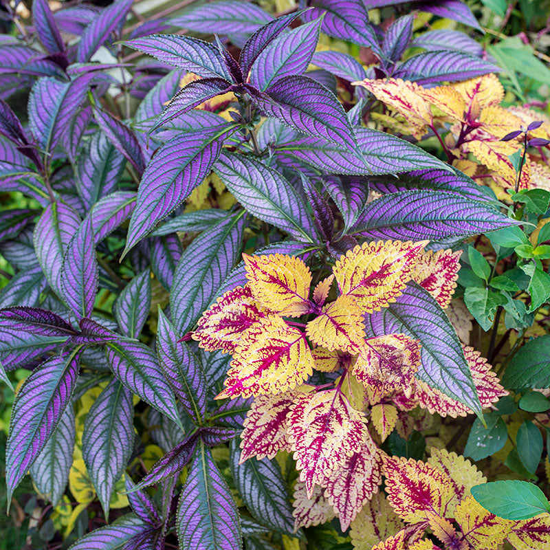 persian violet indoor plant Persian Shield plants