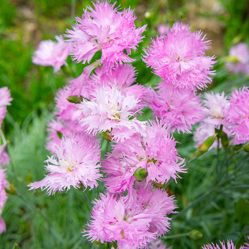 
  



Pink 'Old Vermont' 
