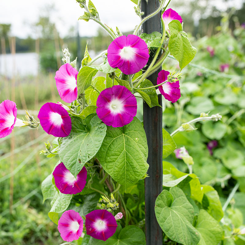 is it safe to eat morning glory seeds Morning Glory 'Crimson Rambler'