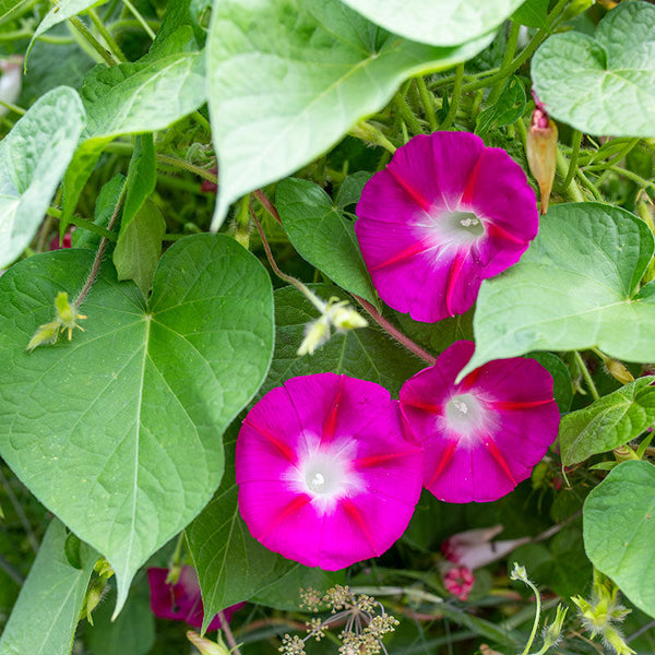 are morning glory seeds poisonous Morning Glory 'Crimson Rambler'