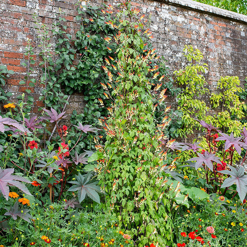 Spanish Flag seeds - Ipomoea lobata