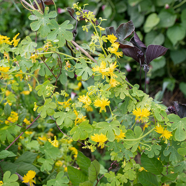 green birdflower plant seeds Canary Bird Flower seeds