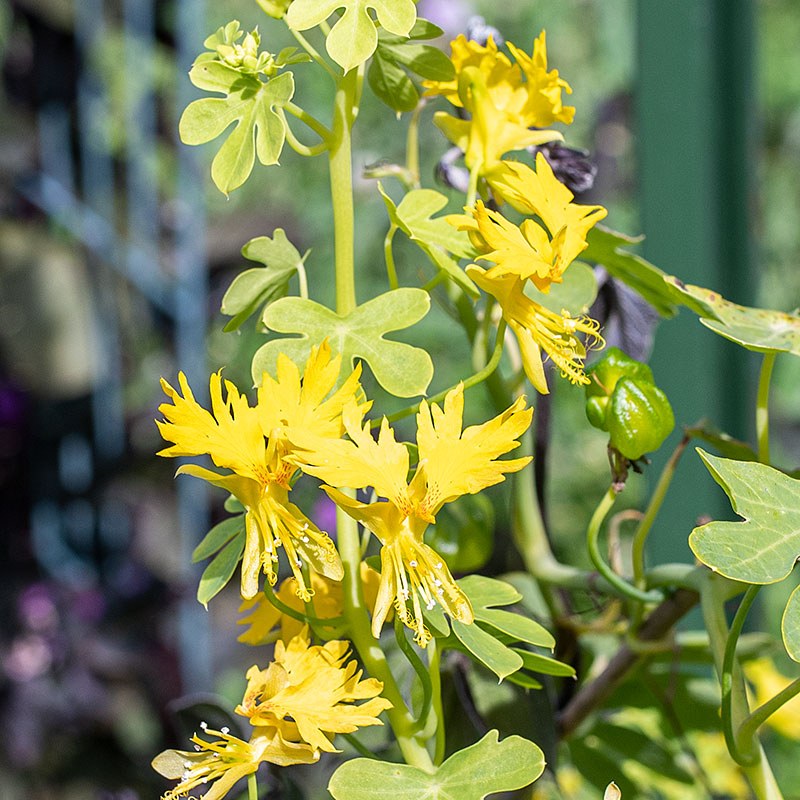 Canary Bird Flower