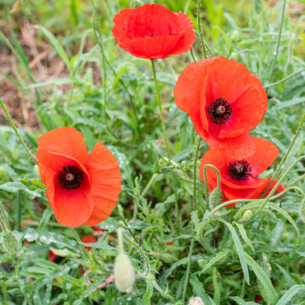 Pai pai :: Abanicos The-poppy-flower