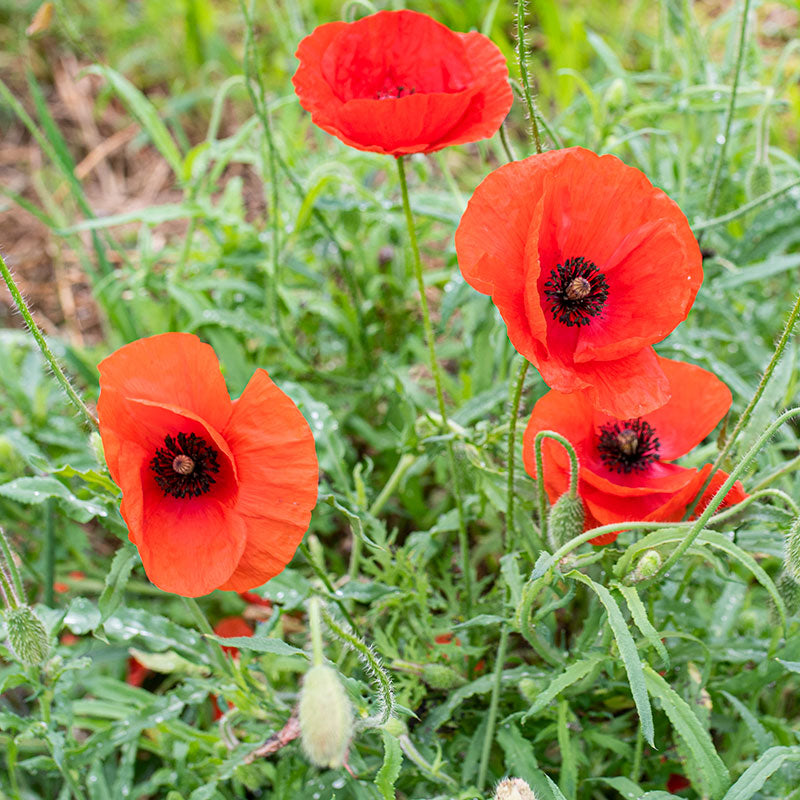 planting red corn poppy seeds Corn Poppy (Papaver rhoeas) Seeds