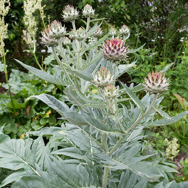 Cardoon