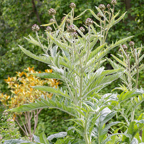 planting cardoon seeds Cardoon seeds