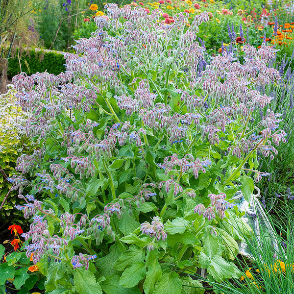 Borage Organic