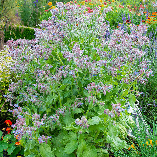 Borage organic seeds