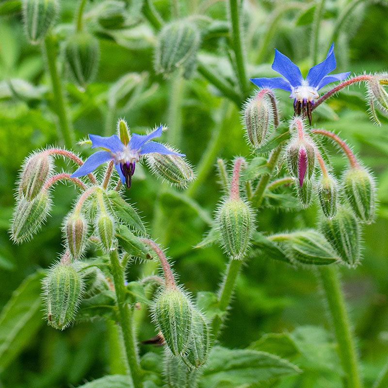 borage seed planting Borage Organic