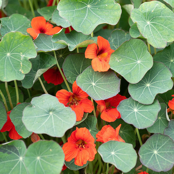 
    



Nasturtium 'Empress of India'
