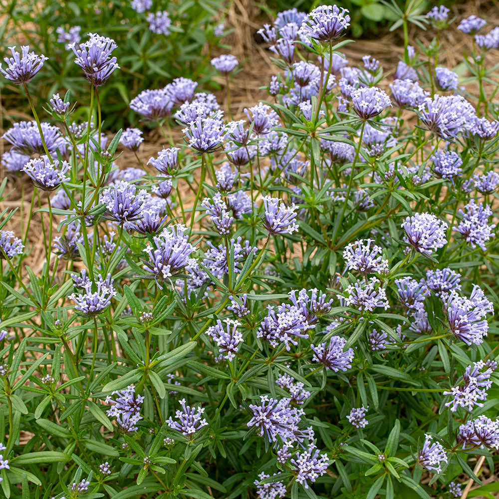 Blue Woodruff – 50 Seeds