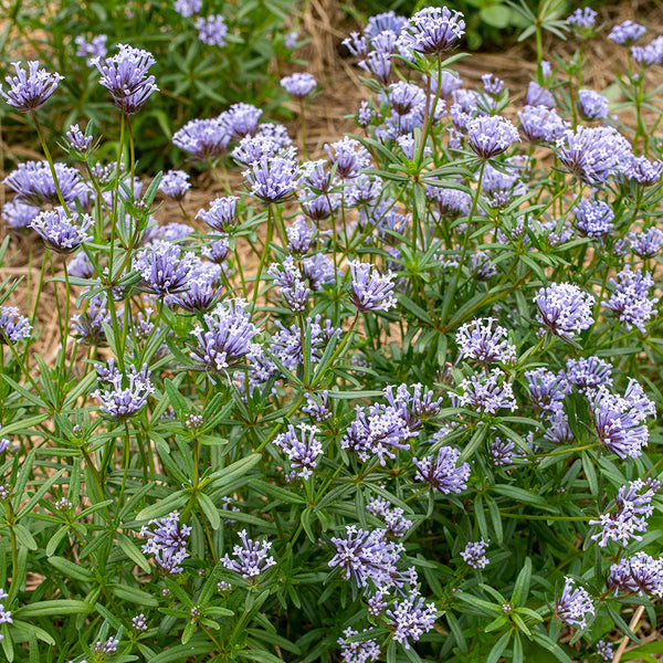 
    



Blue Woodruff
