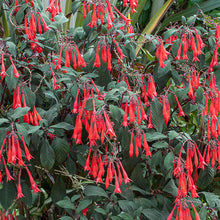 Fuchsia 'Gartenmeister Bonstedt' - S1