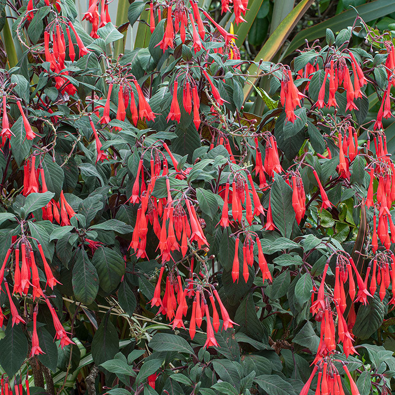 
  



Fuchsia 'Gartenmeister Bonstedt' 
