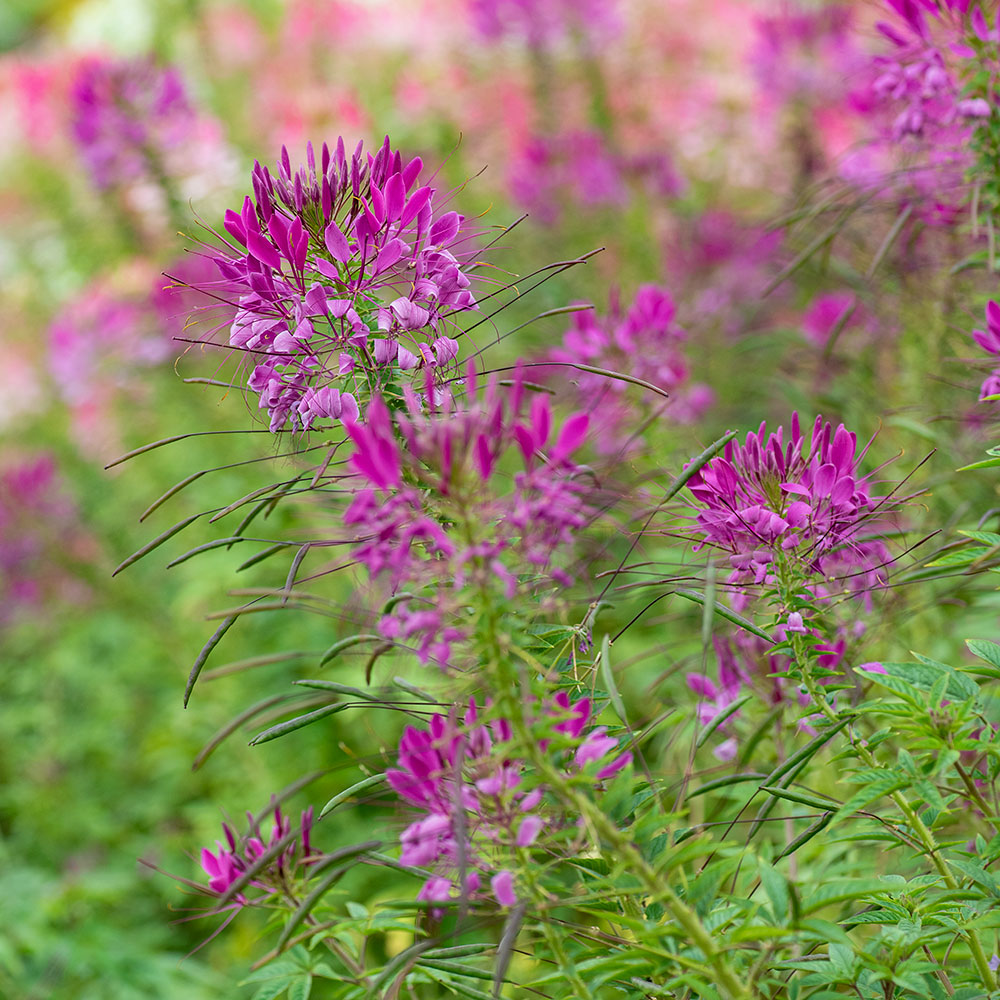 Cleome 'Violet Queen'