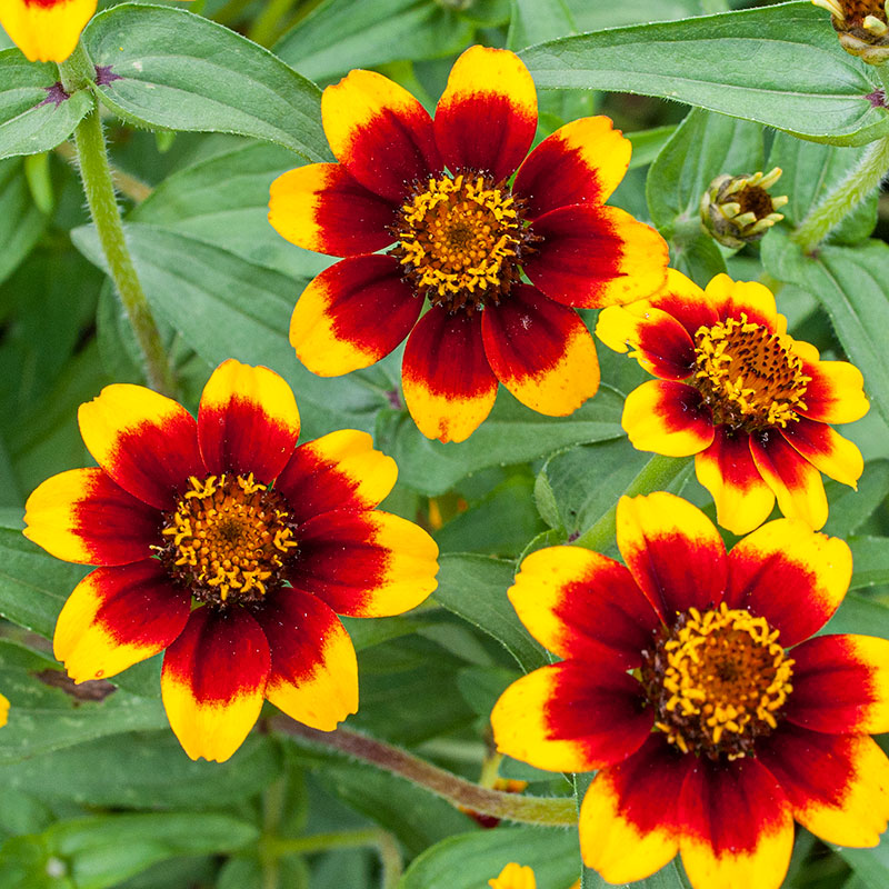 Zinnia 'Chippendale'