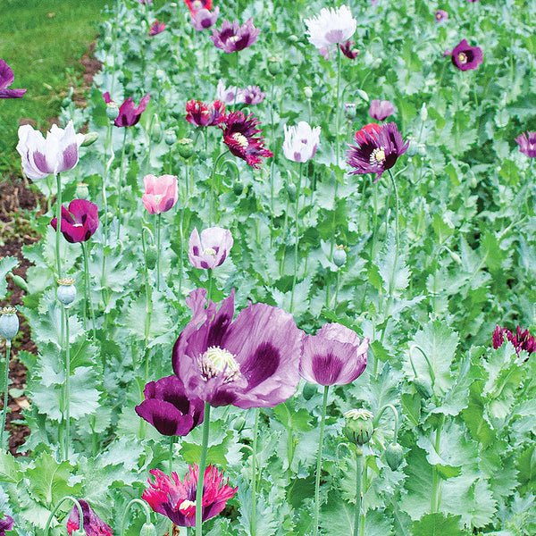 where to buy poppy seeds for garden Poppy 'Heirloom Mix' seeds