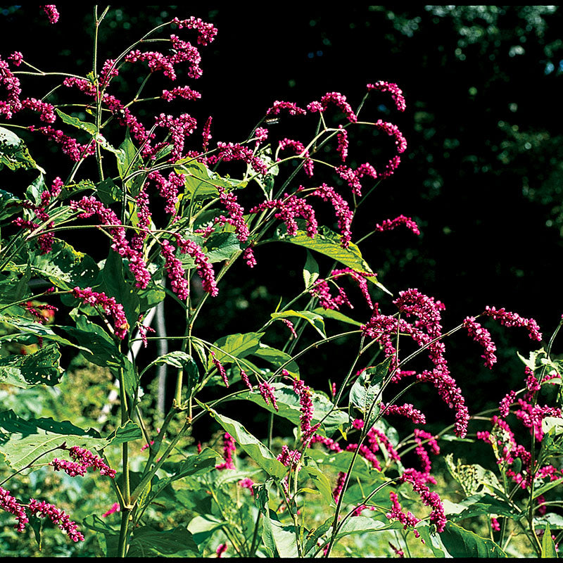 Kiss-me-over-the-garden-gate seeds