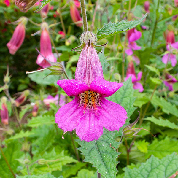 
    



Chinese Foxglove
